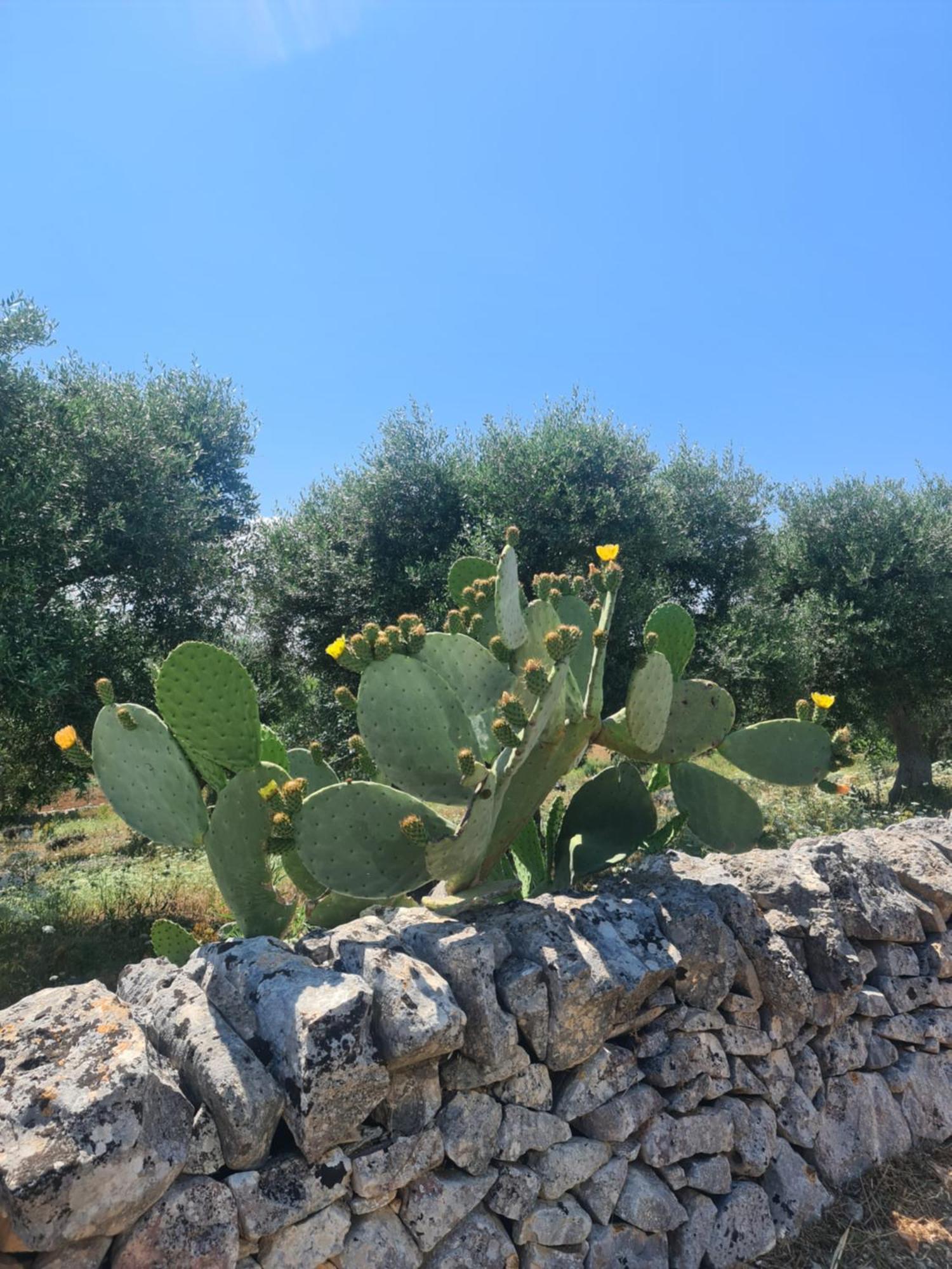 צ'יסטרנינו Masseria Gianca מראה חיצוני תמונה